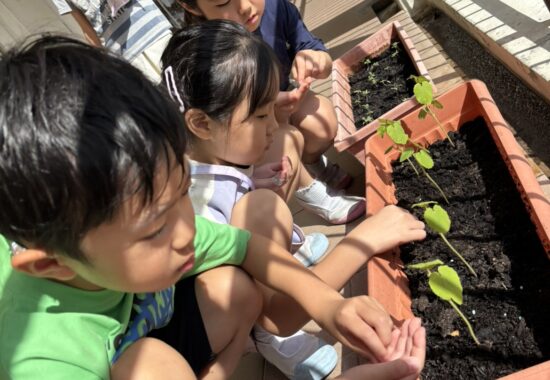 【2年生】小さな種から大きな学びを~オクラとミニトマト~